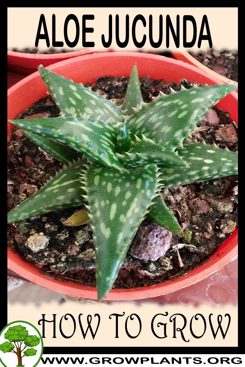 How to grow Aloe jucunda