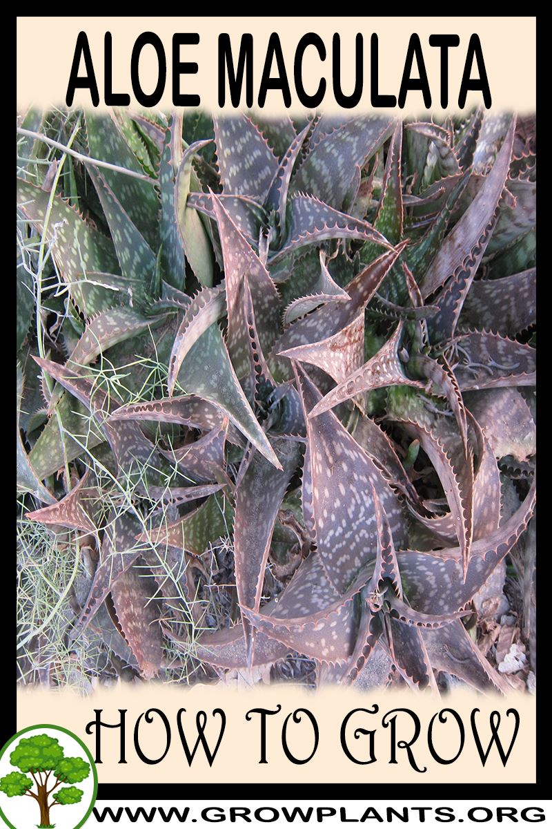 How to grow Aloe maculata