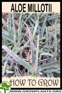 How to grow Aloe millotii
