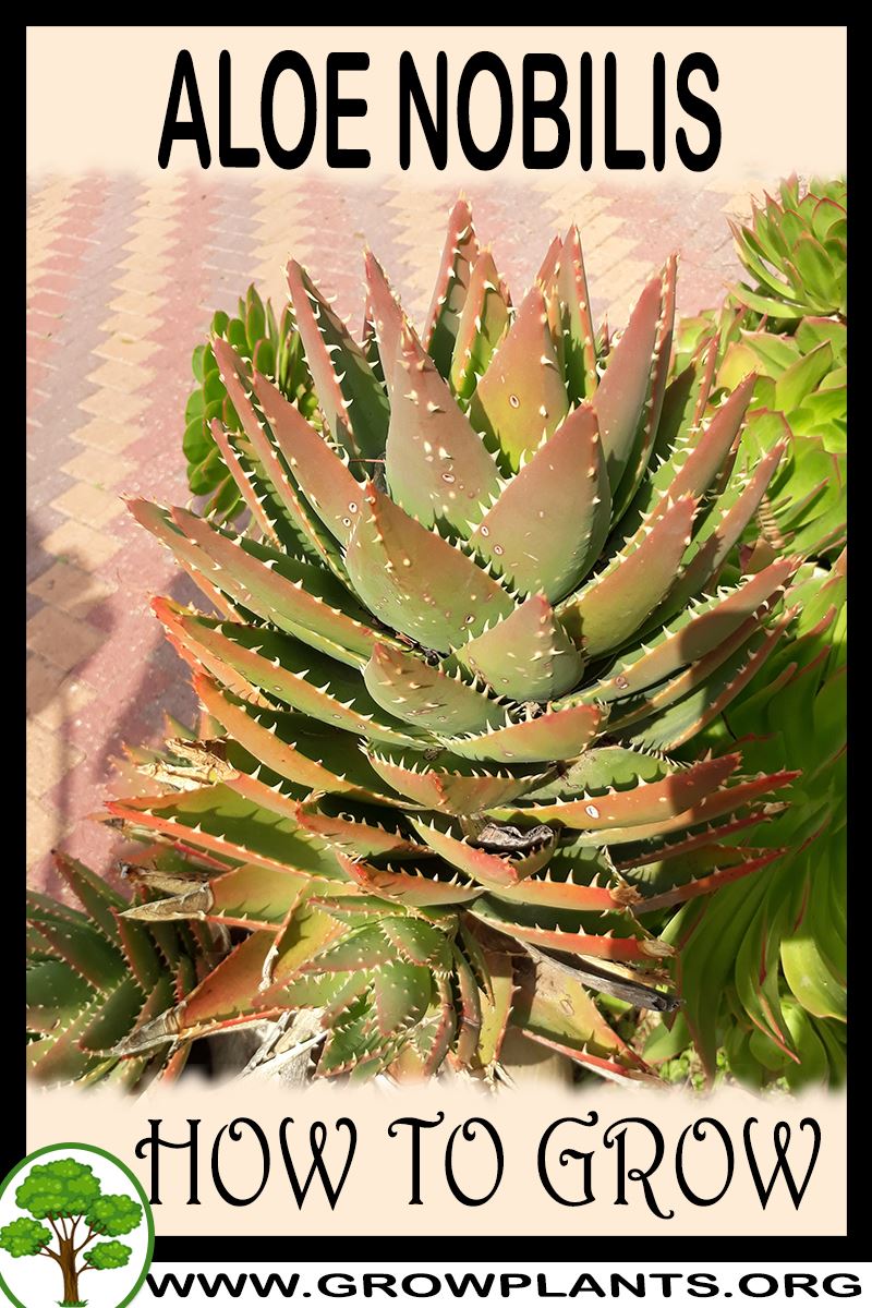 How to grow Aloe nobilis