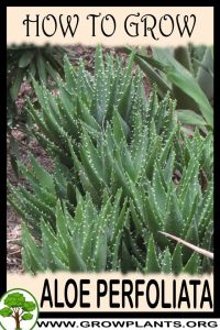 How to grow Aloe perfoliata