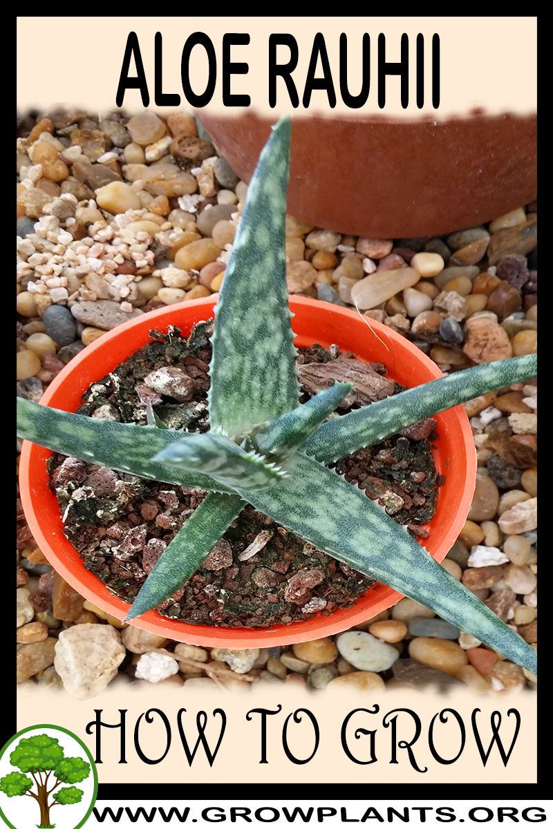 How to grow Aloe rauhii