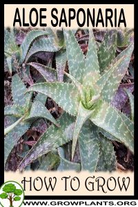 How to grow Aloe saponaria