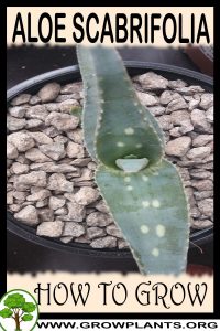 How to grow Aloe scabrifolia