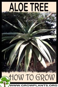 How to grow Aloe tree
