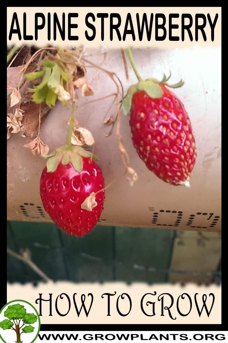 How to grow Alpine strawberry