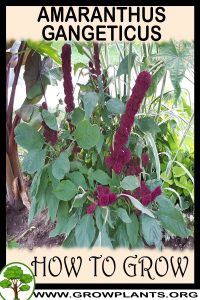 How to grow Amaranthus gangeticus