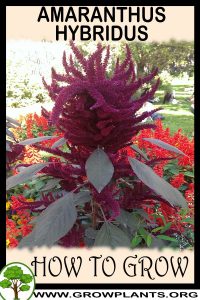 How to grow Amaranthus hypochondriacus