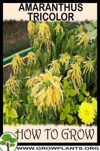 How to grow Amaranthus tricolor