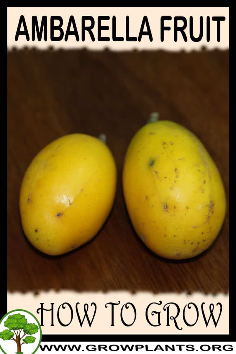 How to grow Ambarella fruit