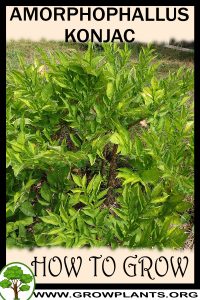 How to grow Amorphophallus konjac
