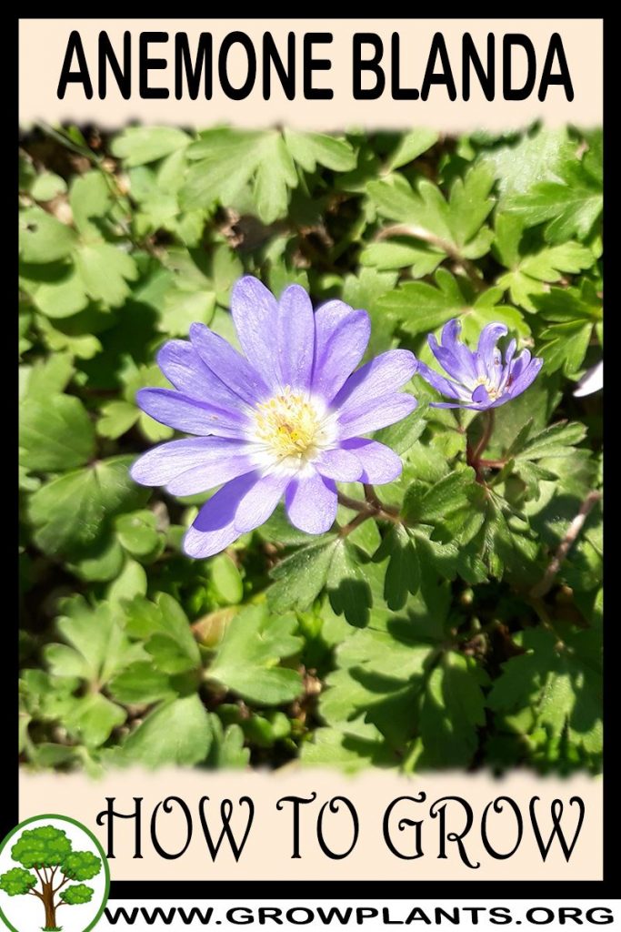 How to grow Anemone blanda