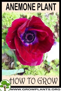 How to grow Anemone plant