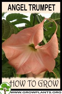 How to grow Angel trumpet