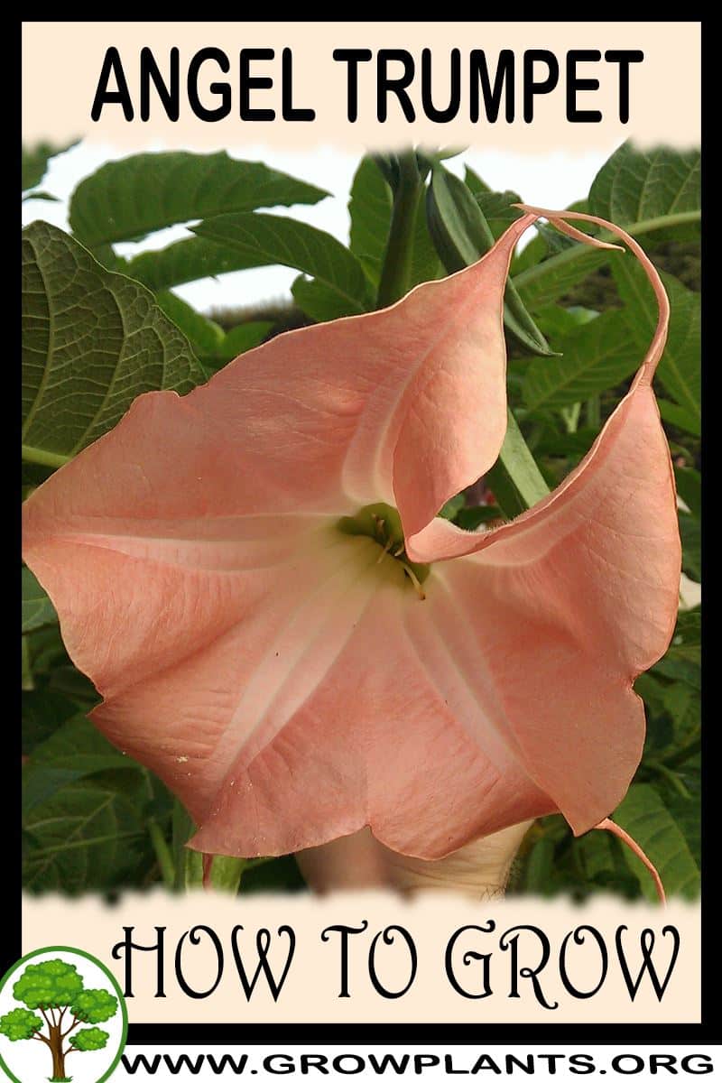 How to grow Angel trumpet