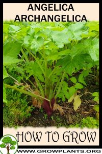 How to grow Angelica archangelica