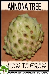 How to grow Annona