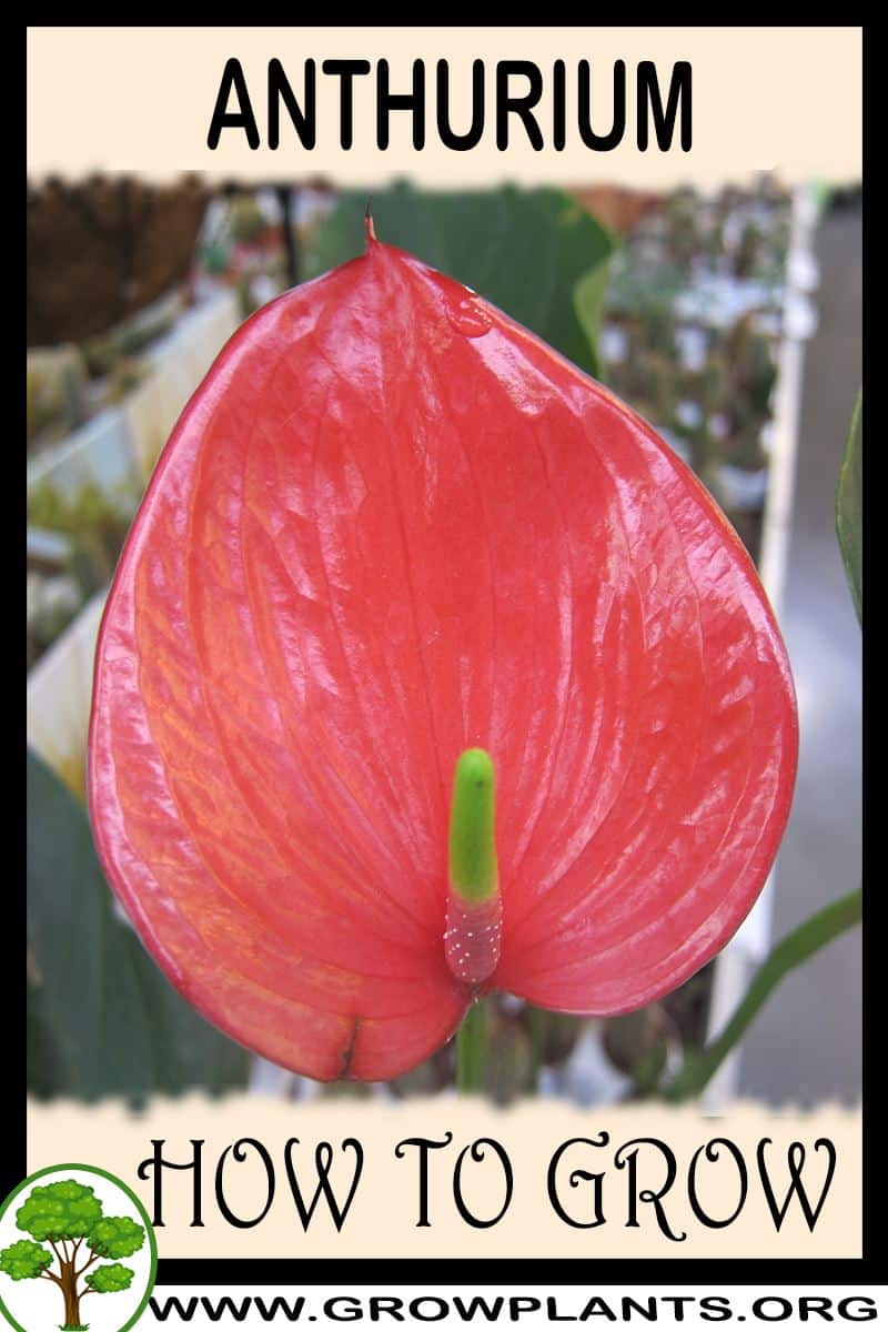 How to grow Anthurium