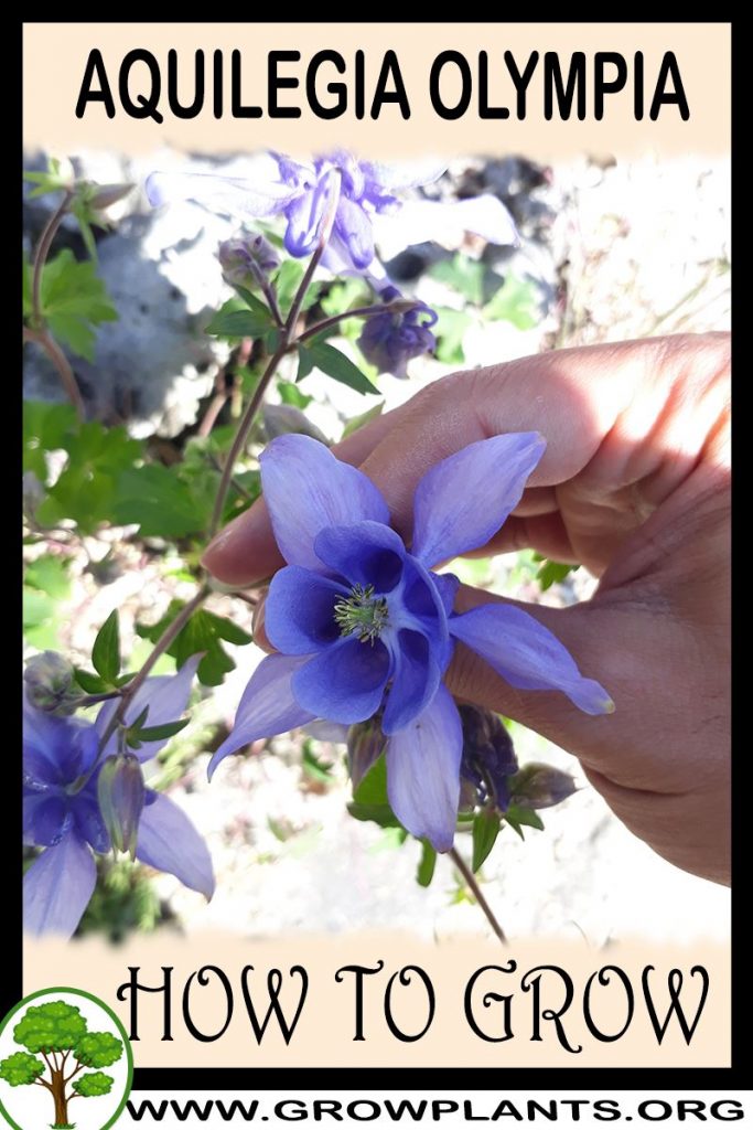 How to grow Aquilegia olympia