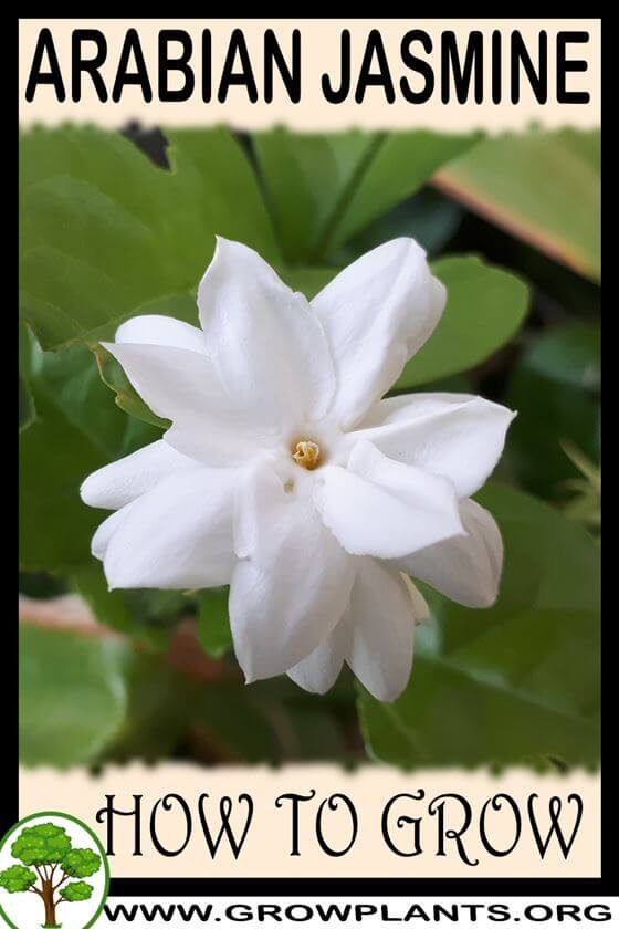 How to grow Arabian jasmine