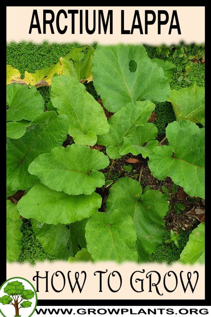 How to grow Arctium lappa