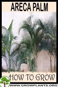 How to grow Areca palm