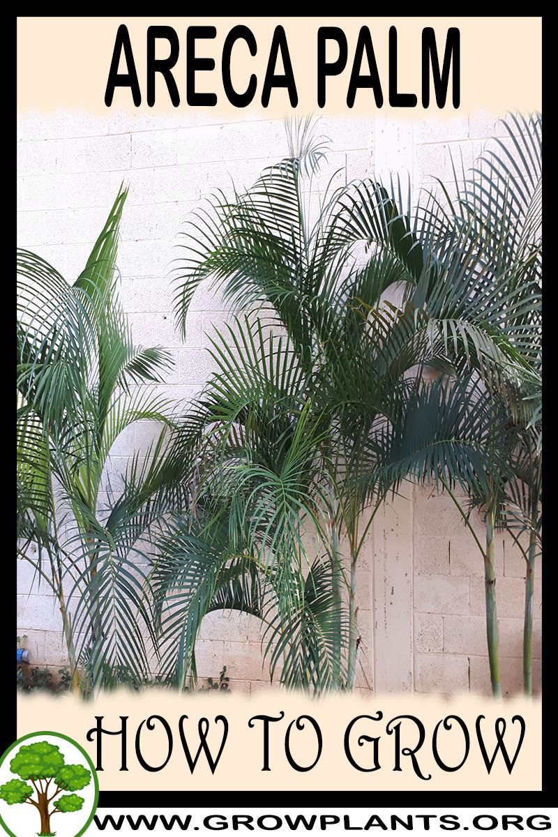 How to grow Areca palm