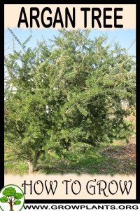 How to grow Argan tree
