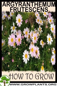 How to grow Argyranthemum frutescens