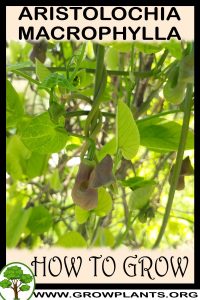 How to grow Aristolochia macrophylla
