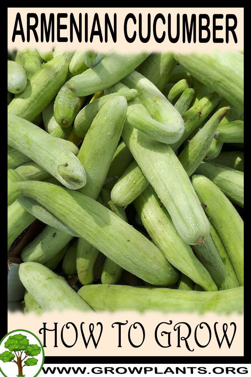 How to grow Armenian cucumber