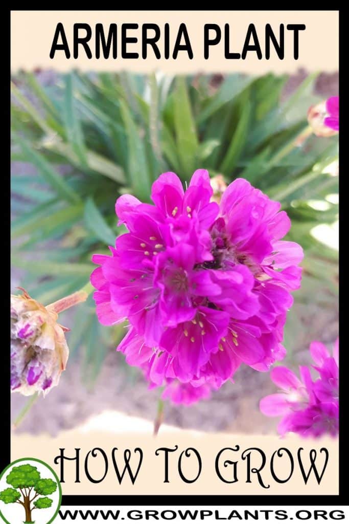 How to grow Armeria