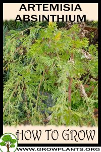 How to grow Artemisia absinthium