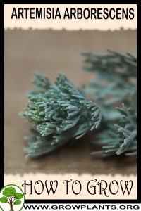 How to grow Artemisia arborescens