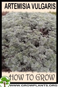 How to grow Artemisia vulgaris