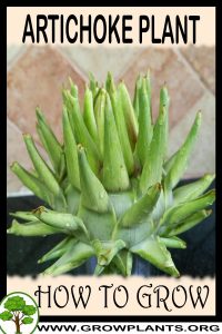 How to grow Artichoke plant