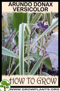 How to grow Arundo donax versicolor