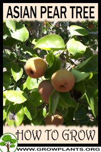 How to grow Asian pear tree