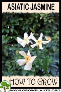 How to grow Asiatic jasmine