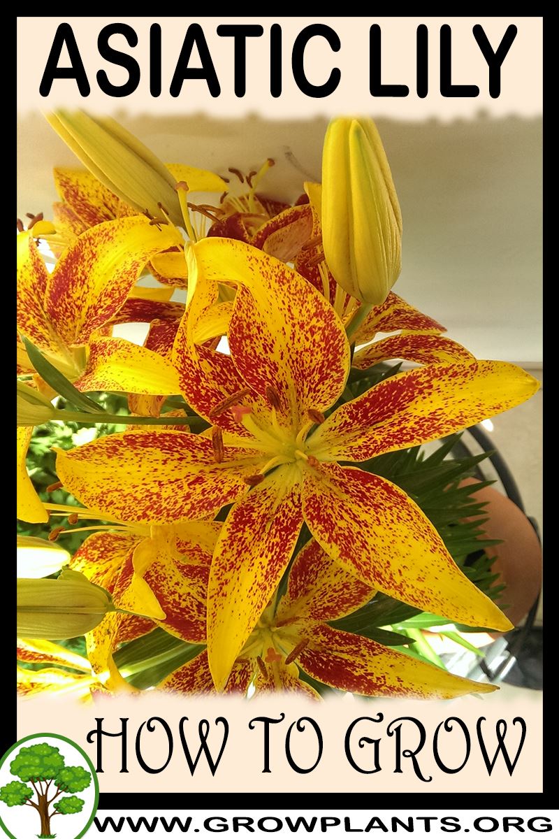 How to grow Asiatic lily