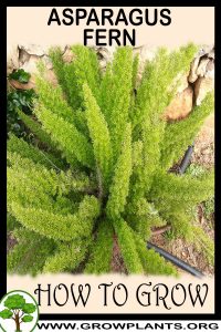 How to grow Asparagus fern