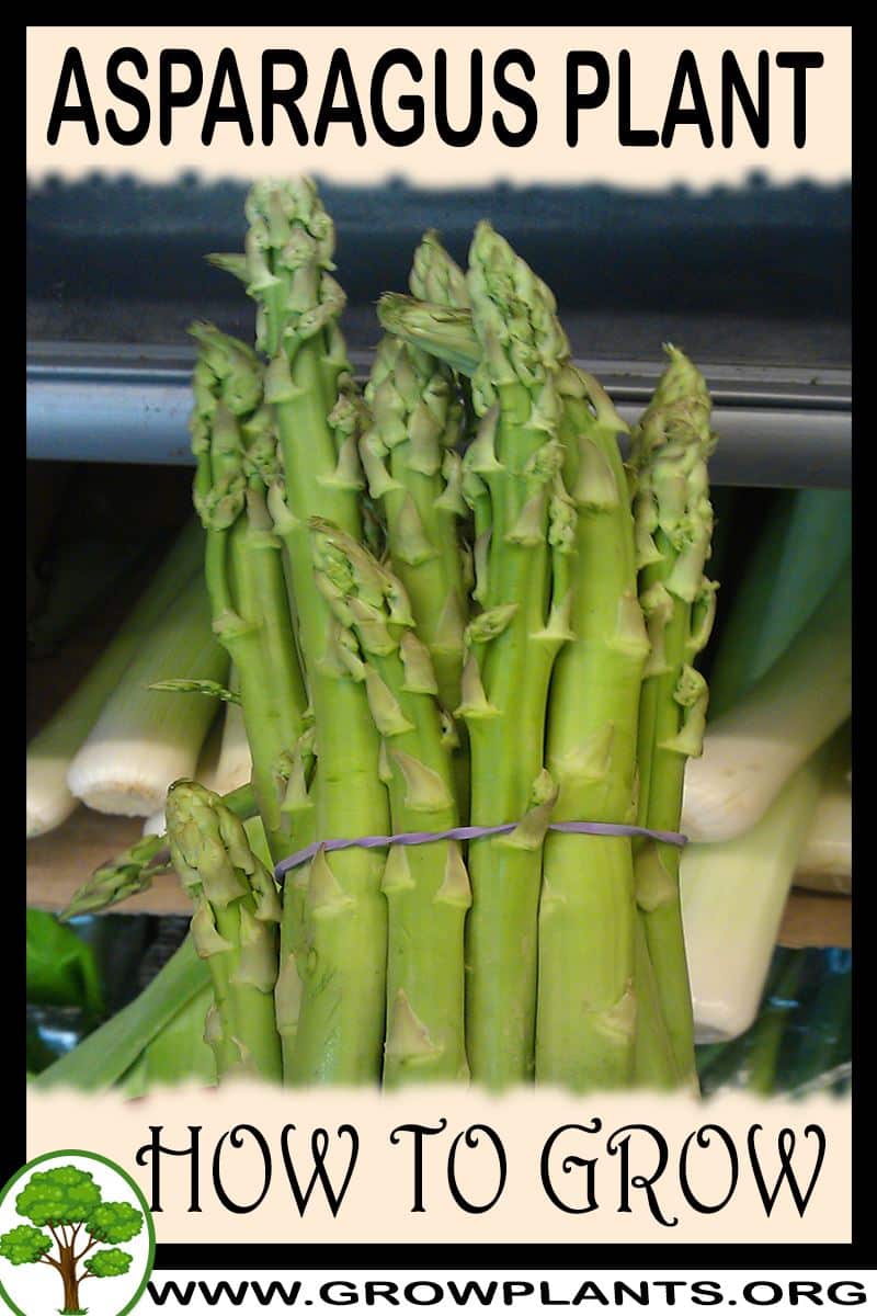 How to grow Asparagus plant