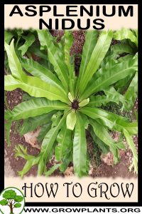 How to grow Asplenium nidus