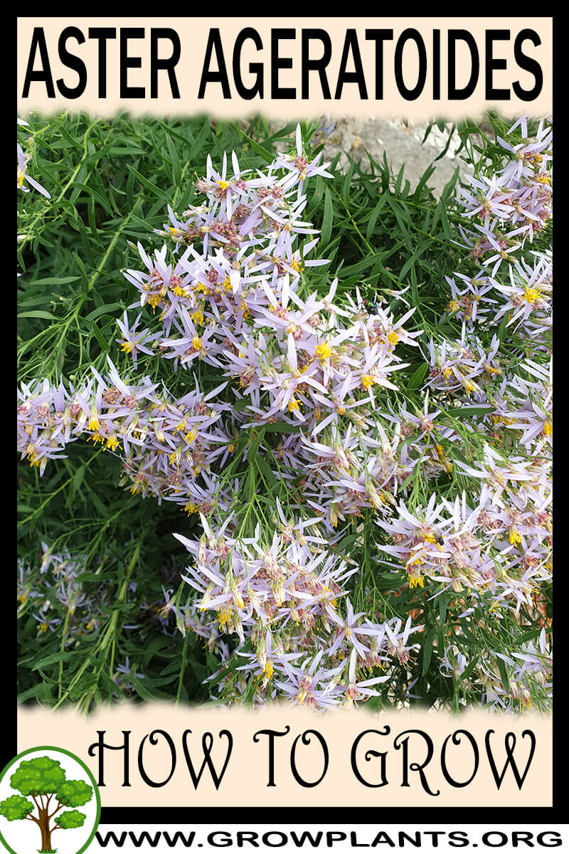 How to grow Aster ageratoides