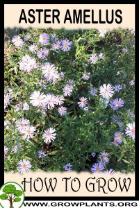 How to grow Aster amellus