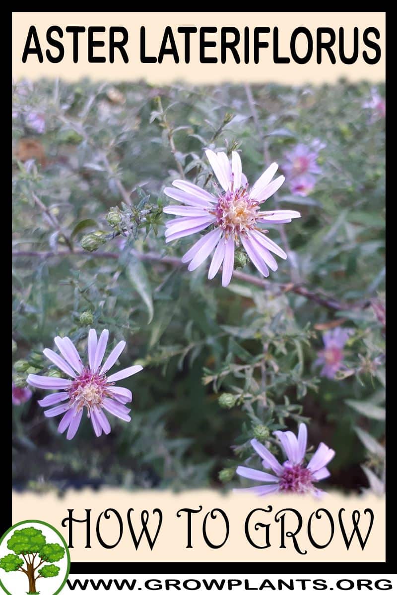 How to grow Aster lateriflorus