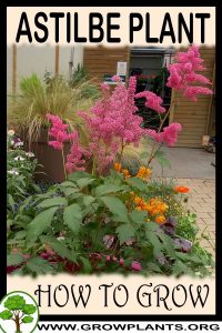 How to grow Astilbe
