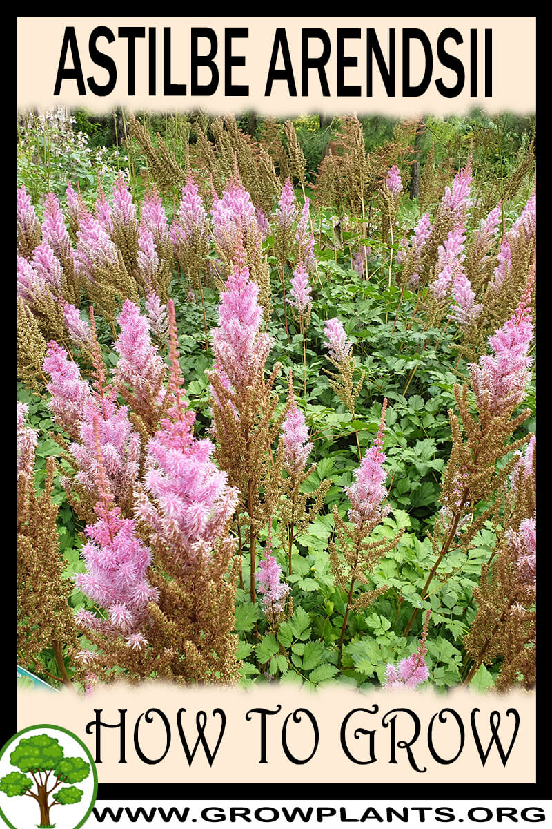 How to grow Astilbe arendsii