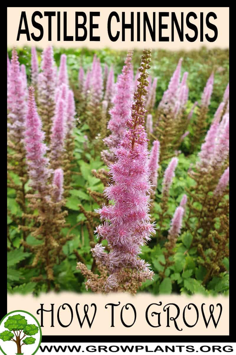 How to grow Astilbe chinensis