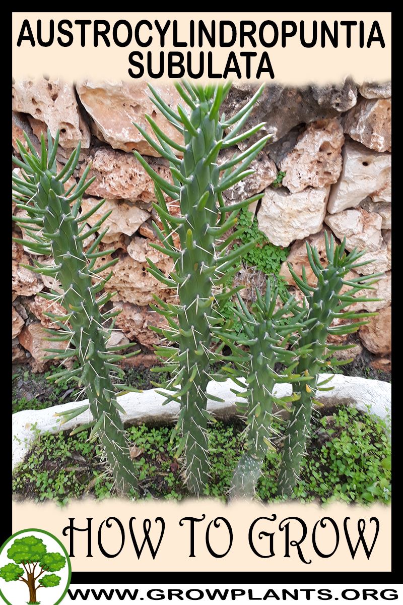 How to grow Austrocylindropuntia subulata